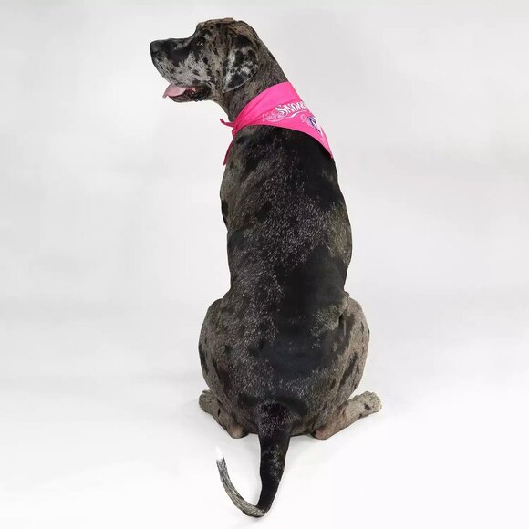 Snoop Doggie Doggs Single Reversible Bandana Mic Drop Pink Black Size: Small - Picture 4 of 7